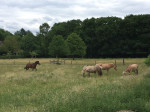 Paarden in de zomerwei